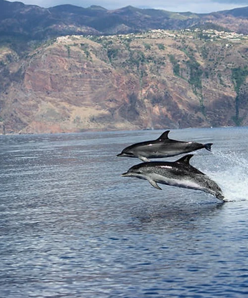 DOLPHINS WATCHING