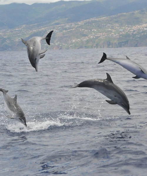 DOLPHINS WATCHING2
